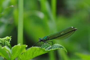 dragonfly on a leaf