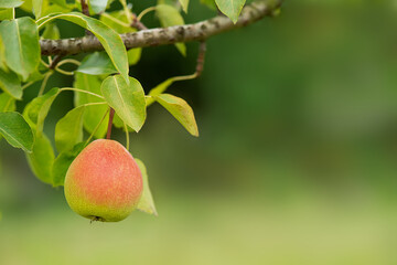 Natural pears hanging on a pear tree, twigs and leaves. Healthy organic pears. Pear on a branch. Ripening pears on a tree