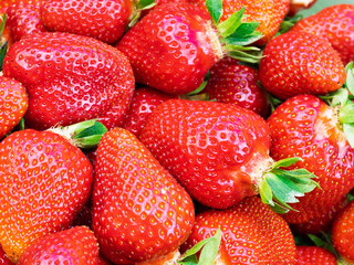 Pile of fresh harvested ripe strawberries (Fragaria × ananassa). Full frame. Harvesting stravberry red fruit with green leaves. Organic farming, healthy food, BIO viands, back to nature concept.