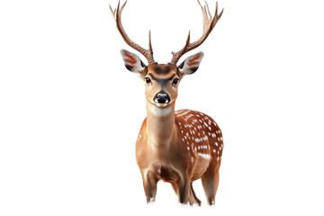 axis deer with antlers on white background