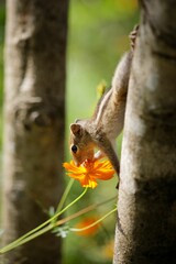 Obraz premium Squirrel sniffing an orange flower