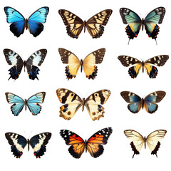butterflies collection on white background