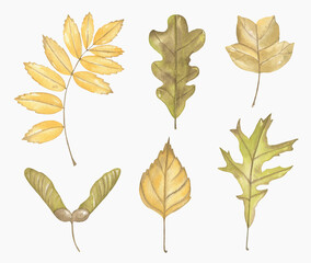 Watercolor Autumn Leaves Collection. Isolated on White Background for Seasonal Design