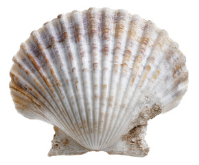 Obraz premium Natural seashell texture for home decor or crafting projects, cut out transparent