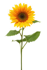 Fototapeta premium A vibrant single sunflower with green leaves on a white background, a symbol of summer and warmth.