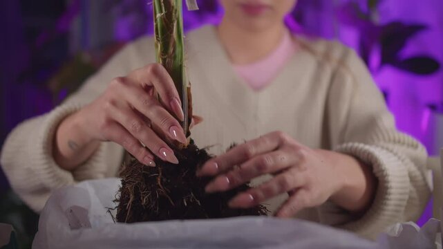 Woman holding plant by roots for repotting
