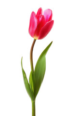 Obraz premium Vibrant Tulip Blossom A Single Red Tulip Standing Tall Against a White Background