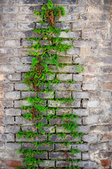 old brick wall with green plant on it