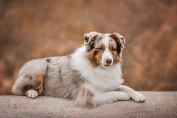 Beautiful outdoors photo of laying red merle australian shepherd dog on autumn orange background