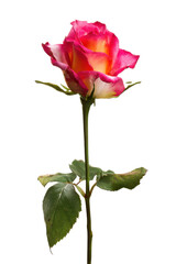 Obraz premium Elegant Pink and Yellow Rose Blossom Isolated on White Captivating Floral Beauty