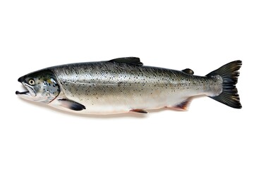 Naklejka premium trout on white background