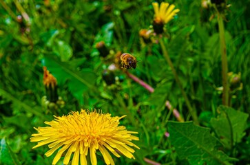 Bee Hovering Over Yellow Dandelion