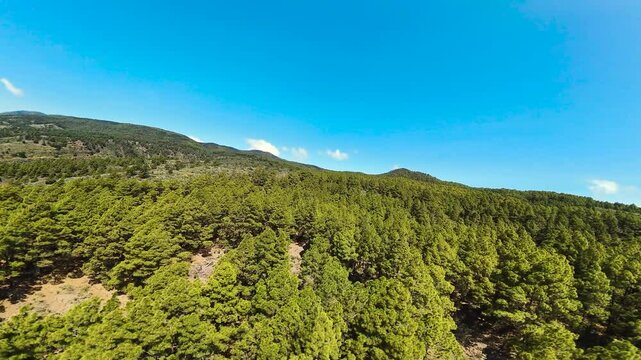 Lush green pine forest under blue sky, aerial view of Las Barreras, Tenerife island