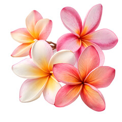 Beautiful plumeria flowers cluster isolated on transparent background