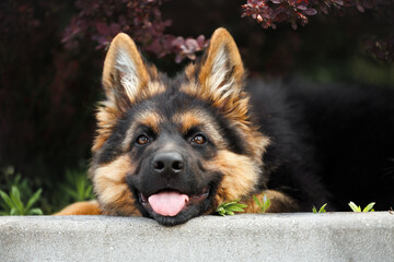 funny german shepherd puppy headhsot outdoors