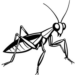 praying mantis vector illustration
