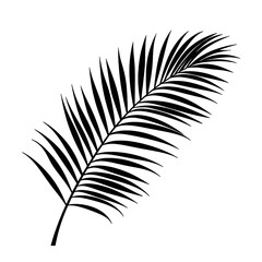 Fototapeta premium Elegant Palm Leaf Design on White Background for Tropical, Nature and Summer-Themed Projects and Illustrations transparent background, png