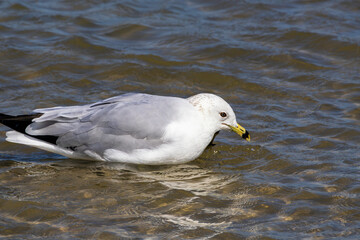 Ring Billed gull on Fort Desoto Beach in Fort Desoto State Park in Florida