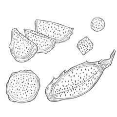Tropical whole, half and slices pitahaya cactus hand drawn vector illustration painted by black inks. Aromatic dragon fruit etching drawing set for tropical decor, package design, coloring book.