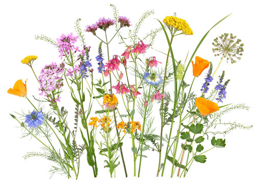Photography from colorful meadow and garden flowers in springtime