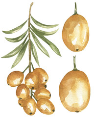 Watercolor Illustration of Sea Buckthorn Branch, graphic botanical berries clipart set
