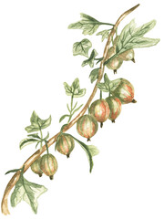 Watercolor Illustration of Gooseberries on a Branch, hand painted botanical berries clipart, graphic flora