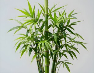 Fototapeta premium Bamboo plant on isolated transparent background.