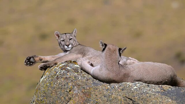 Two Pumas relaxing and resting on a rock, scouting Torres Del Paine grassland, Chile