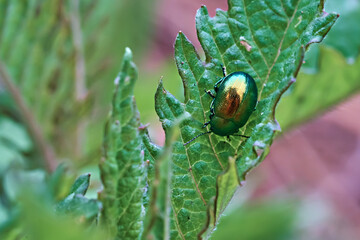 Macro image of a green shiny leaf beetle on a leaf