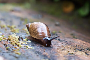 Close-up of a curious snail in the garden