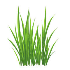 My Simple flat 2D icon, grass blades isolated on a transparent background, vector, flat design, animation design, simple flat 2D icon, minimalist design, clipart. eps
