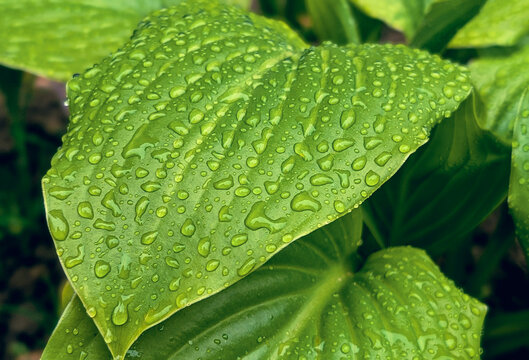 close-up of a large green leaf covered in raindrops