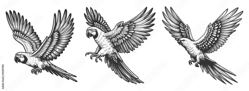 Poster parrot set collection bundle sketch engraving generative ai raster illustration. scratch board imita