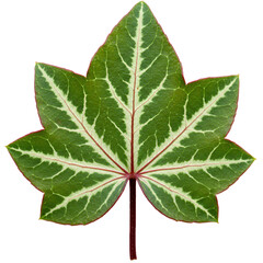 Striking Variegated Leaf Green and White Foliage with Red Stem