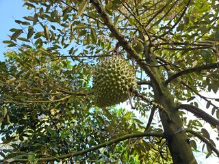 Fresh durian fruit hangs from a tree in the Mekong Delta, Vietnam. Durians are the king of fruits.