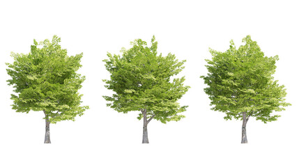 american hornbeam tree isolated on transparant background. 3d rendering