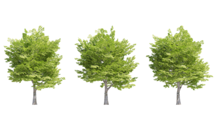american hornbeam tree isolated on transparant background. 3d rendering