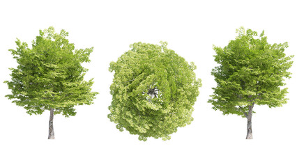 american hornbeam tree isolated on transparant background. 3d rendering