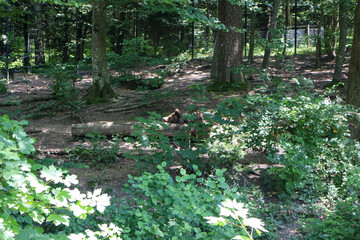 A brown bear resting inside a natural enclosure, surrounded by rocks, trees, and soft natural light in a wildlife sanctuary.