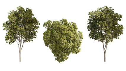 austrian oak isolated on transparant background. 3d rendering