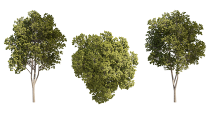 austrian oak isolated on transparant background. 3d rendering