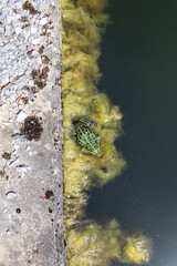 A green frog resting on the edge of a pond with lily pads, moss, and aquatic plants — a detailed snapshot of a rich natural habitat.