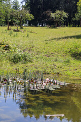 A green frog resting on the edge of a pond with lily pads, moss, and aquatic plants — a detailed snapshot of a rich natural habitat.