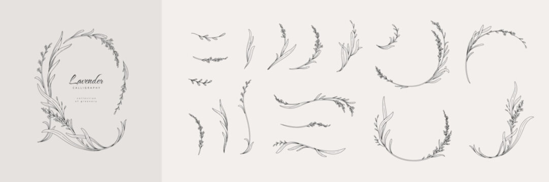 Set of lavender calligraphic design elements, floral frame and graceful branches. Wedding wildflowers for invitation save the date card. Botanical feminine rustic vector illustration.