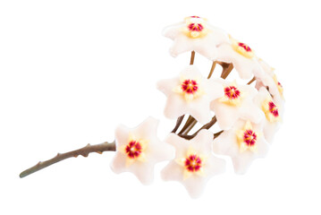 White flowers Hoya Carnosa, bunch of flowers isolated on white background