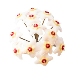 White flowers Hoya Carnosa, bunch of flowers isolated on white background