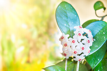 White flowers on green house plant. Hoya carnosa blooming, bunch of flowers on green leaves