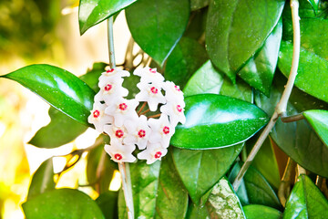 White flowers on green house plant. Hoya carnosa blooming, bunch of flowers on green leaves
