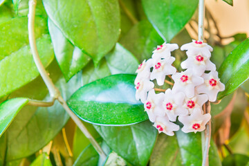 White flowers on green house plant. Hoya carnosa blooming, bunch of flowers on green leaves