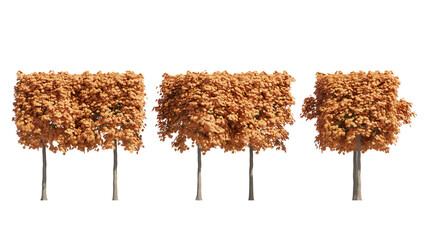 norway mapple tree isolated on transparant background. 3d rendering